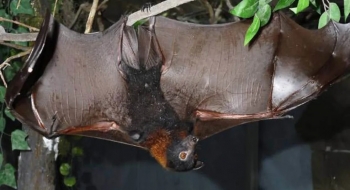 Caso de morcego infectado por raiva é registrado em Goiânia